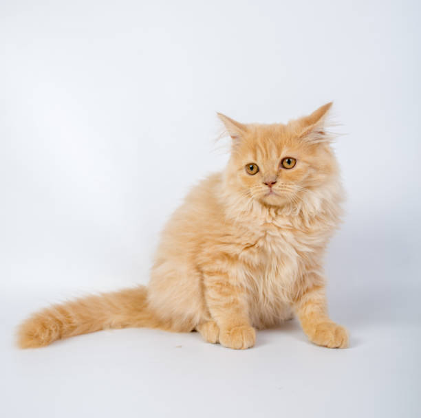 istock British longhair cat, kittens, red, isolated, photo studio 843840400