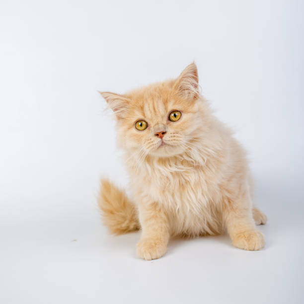 istock British longhair cat, kittens, red, isolated, photo studio 843840406