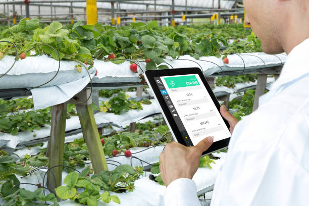 istock Smart agriculture, farm , sensor technology concept. Farmer hand using tablet for monitoring temperature , humidity , pressure , light of soil in strawberry farm. 843842650