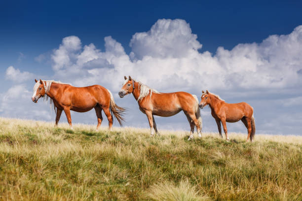 istock Group of three horses standing on the pasture 843843090