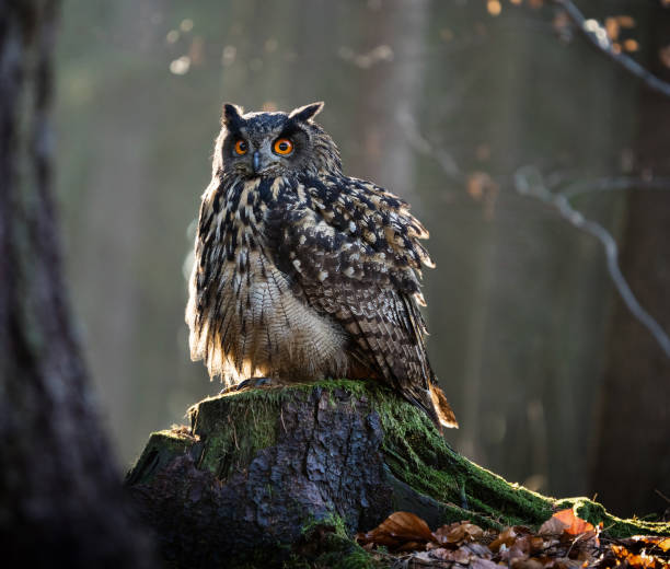 istock Eurasian Eagle Owl (Bubo Bubo) sitting on the stump 843843268