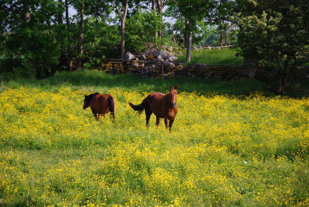 istock Grazing horses in a colorful meadow 843843448