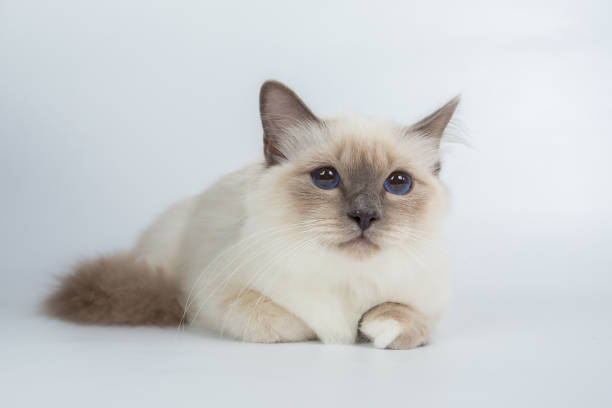 istock Sacred Birman Cat, birma isolated on a white background, studio photo 843845348