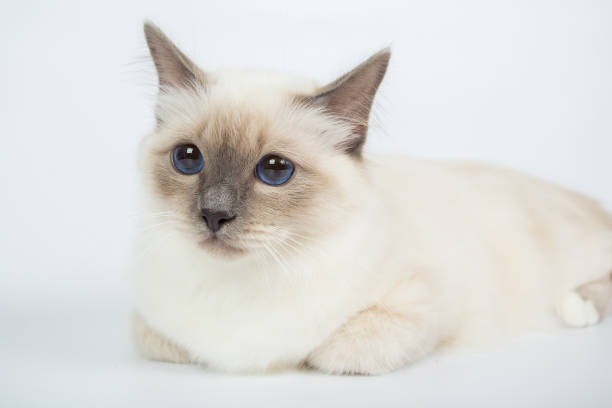 istock Sacred Birman Cat, birma isolated on a white background, studio photo 843845888
