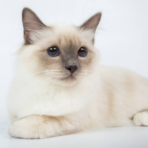 istock Sacred Birman Cat, birma isolated on a white background, studio photo 843845896
