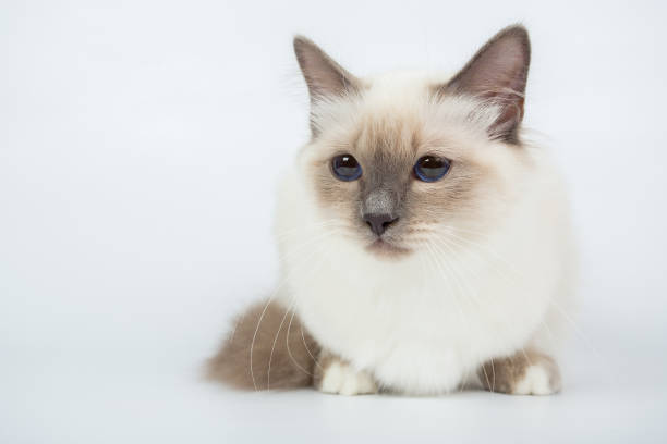 istock Sacred Birman Cat, birma isolated on a white background, studio photo 843845948