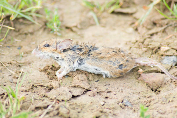 dead mouse on dirt road - dead animal mouse dead body death imagens e fotografias de stock