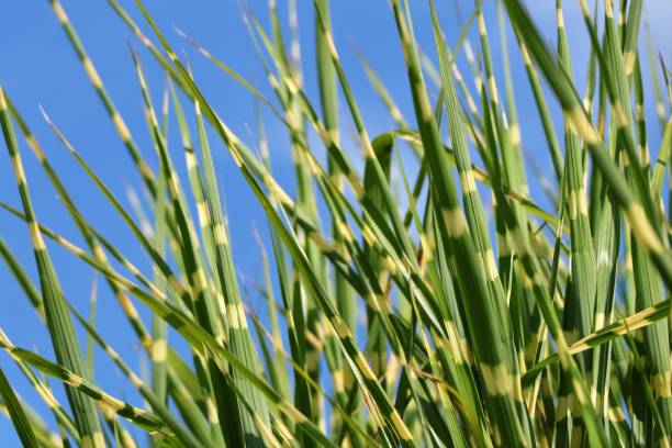 hierba de cebra - miscanthus sinensis strictus - sinensis fotografías e imágenes de stock