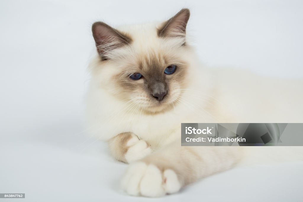 Heilige Birmaan Kat Birma Geïsoleerd Op Een Witte Achtergrond Studio Foto Stockfoto en meer Heilige Birmaan Kat Birma Geïsoleerd Op Een Witte Achtergrond Studio Foto Stockfoto en meer