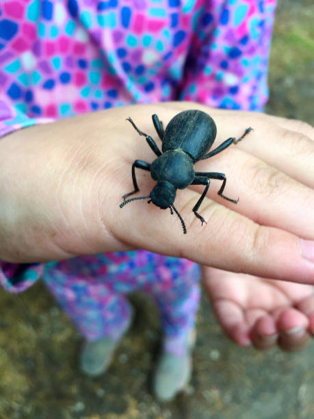 istock large black groud beetle crawling on child's hand 843850180