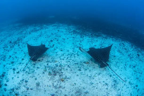 Photo of Pair of Spotted Eagle Rays