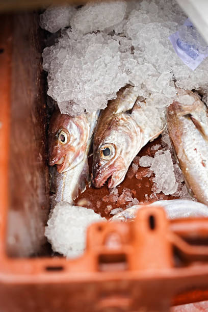 istock Whiting fish in ice, plastic container, seafood market 843866928
