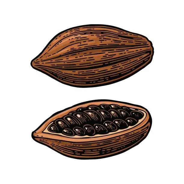Vector illustration of Fruits of cocoa beans. Vector vintage engraved illustration