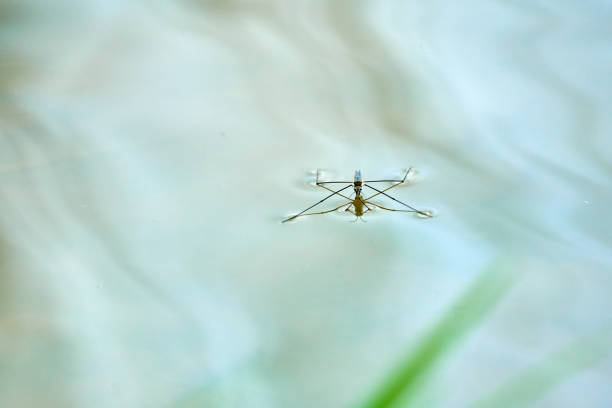 istock Gerris lacustris in Llobregat River - Barcelona 843867870