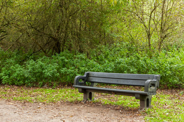 istock Empty old bench in the undergrowth of a forest 843870082