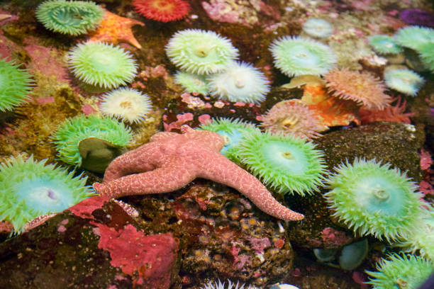 istock Sea anemone and starfish in a tide pool 843870730