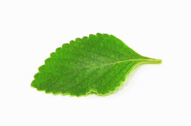 Boldo leaf: green plant called Boldo da Terra Boldo leaf: green plant called Boldo da Terra. Plant used to make tea and medicinal products. Plant isolated on white. plectranthus barbatus stock pictures, royalty-free photos & images