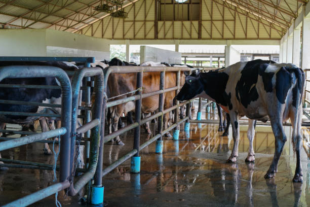 istock Milk cow in the farm. Dairy cows. 843881496