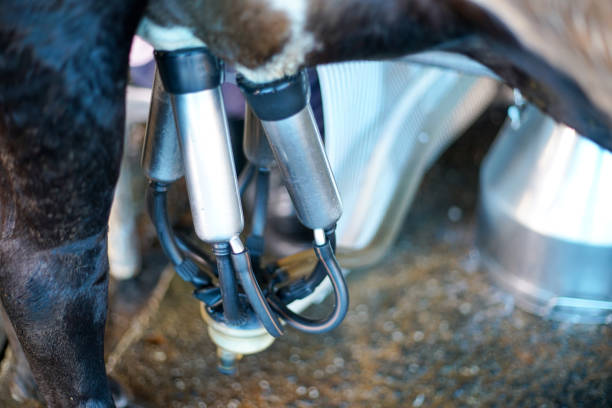 istock cow milking facility and mechanized milking equipment 843881694