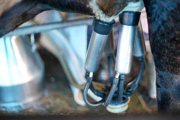 istock cow milking facility and mechanized milking equipment 843881938