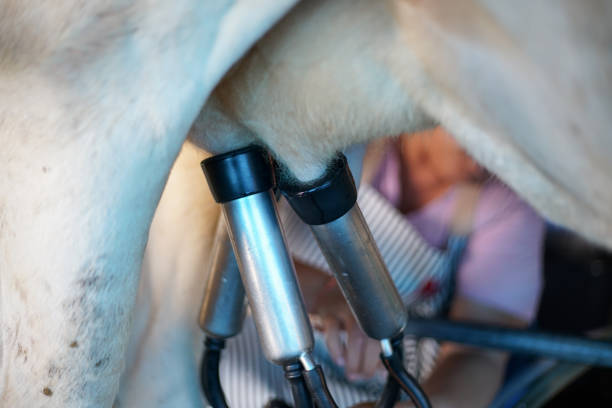 istock cow milking facility and mechanized milking equipment 843884364