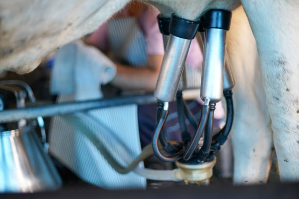 istock cow milking facility and mechanized milking equipment 843884448