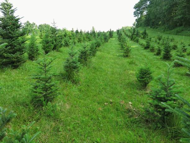 istock Rows of Evergreen Christmas Spruce Tree Farm Nursury 843884624