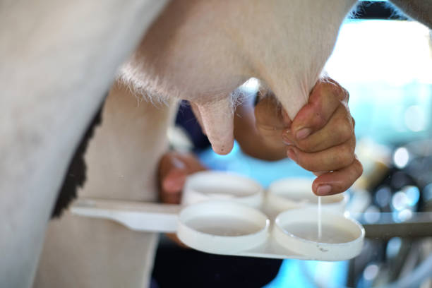 Worker milking milk form cow milk in dairy farm