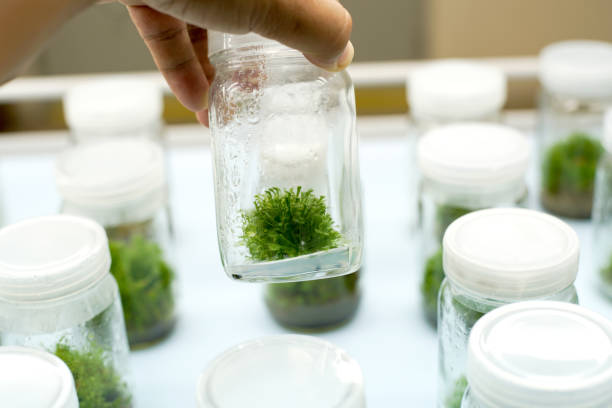 istock Orchid cell plant tissue culture 843889736