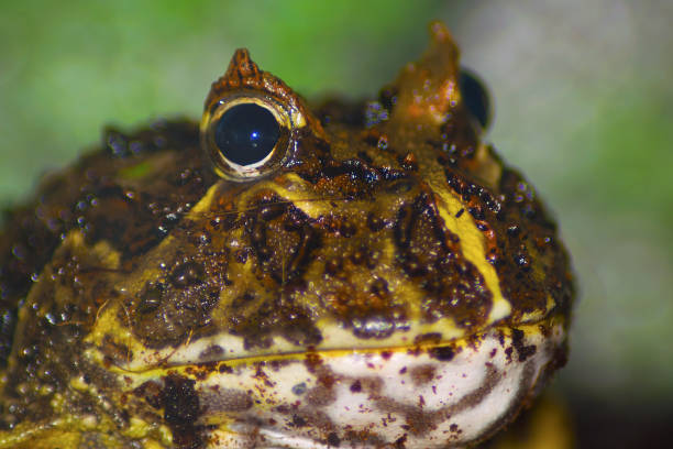 istock Brazilian Horned Frog A 843893380