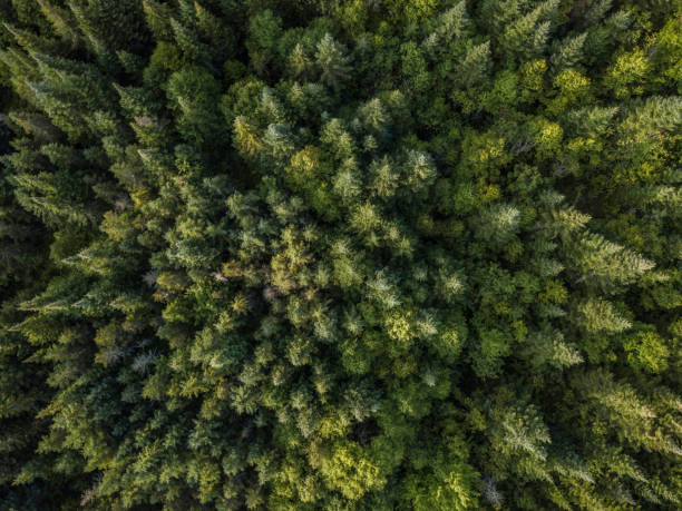 Aerial View of Boreal Nature Forest in Summer