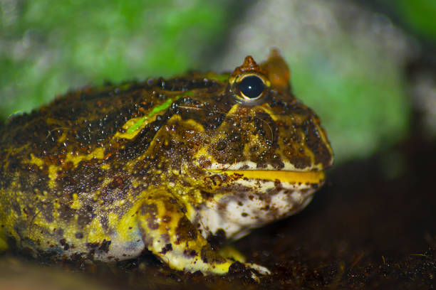 istock Brazilian Horned Frog 843895422