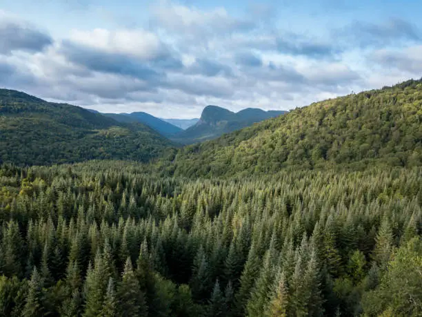 4k UHD Video of an Aerial view of a boreal forest and mountain in Quebec, Canada in summer