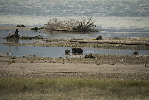 Mother Grizzly bear and two cubs looking for food on the beach during a low tide.