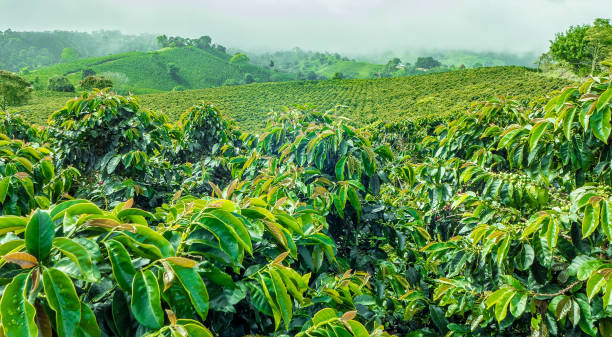 kaffeeplantage in jerico, kolumbien - plantage stock-fotos und bilder
