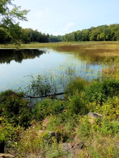 istock A MARSH ALONG THE DESERT LAKE ROAD, ONTARIO, CANADA 843899154