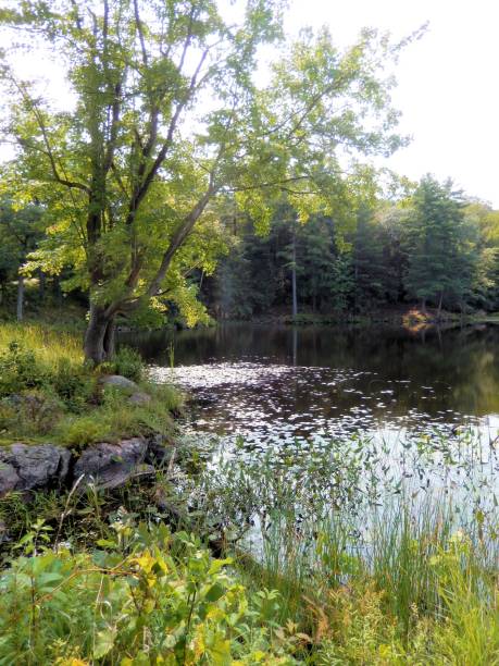 istock SCENIC MARSH ON DESERT LAKE ROAD, ONTARIO, CANADA 843899168