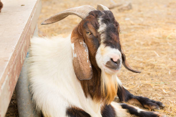 Portrait goat (Warm tone) in the farm.