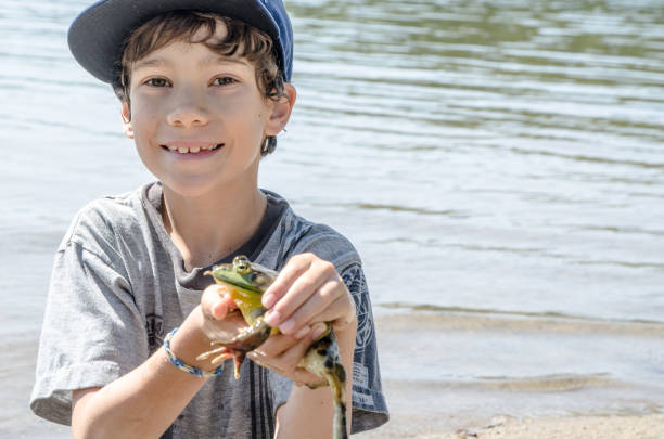 маленький мальчик, показывающий большую лягушку, которую он нашел близко к озеру во время летних каникул на открытом воздухе - frog animal little boys child стоковые фото и изображения