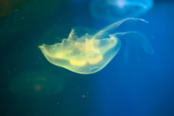 istock Colorful jellyfish in the natural environment. 843899838