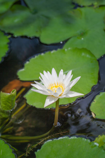 istock white lotus in the big lagoon 843906168
