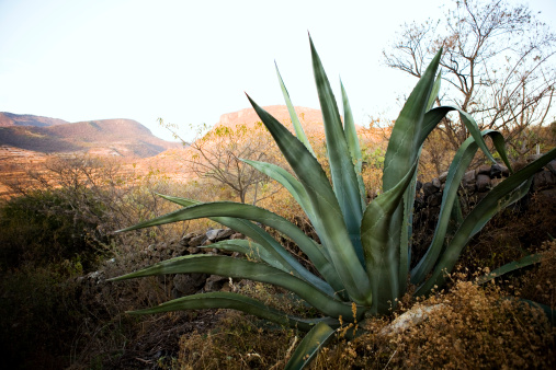 Espadín agave field for the production of mezcal in Oaxaca.