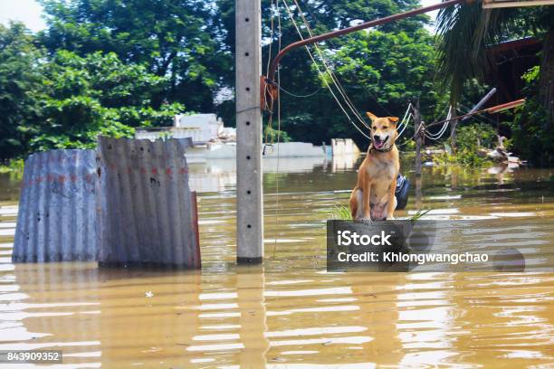 Dog Is Lost To The Owner While Flooding Stock Photo - Download Image Now - Flood, Dog, Animal