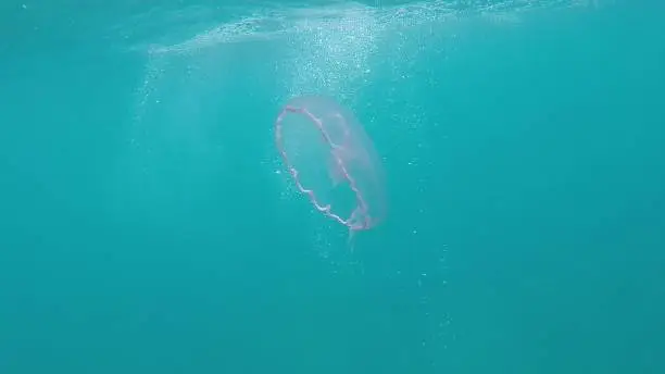 Photo of Pink Sea Jelly