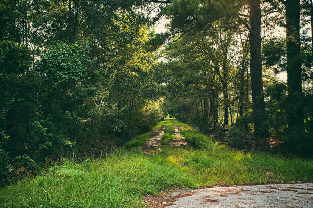 A beautiful road that doesn't seem to get much use because the grass is growing on it.