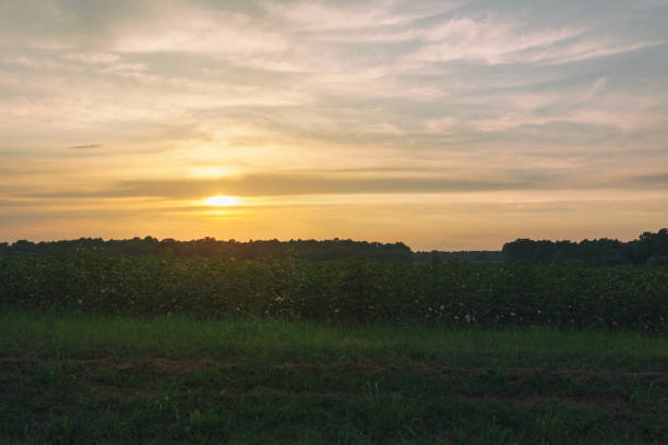 istock sunset over the cotton field 843922206