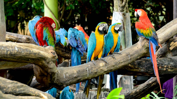 istock Scarlet Macaw (Ara macao) and Blue and Gold Macaw (Ara ararauna). 843924512