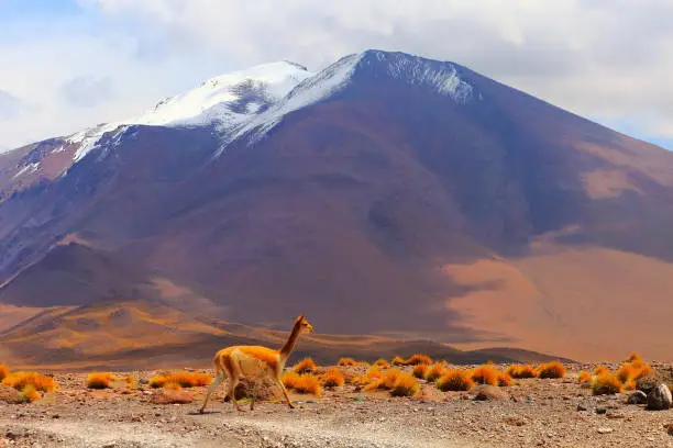 Vicuna Guanaco, animal wildlife in Bolivian Andes altiplano and Idyllic Atacama Desert, Volcanic landscape panorama – Potosi region, Bolivian Andes, Chile, Bolívia and Argentina border