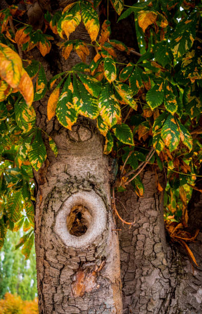 istock Old chestnut tree in a sunny autumn park 843925146