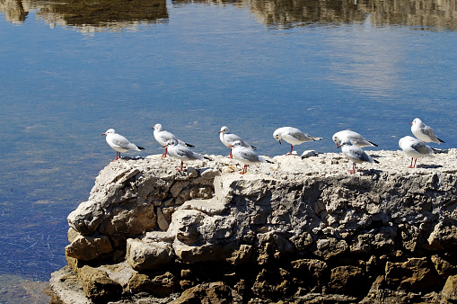 several seagulls standing in row on a rock over mediterranean sea